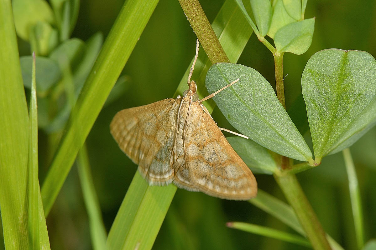 Paracorsia repandalis - Crambidae? S